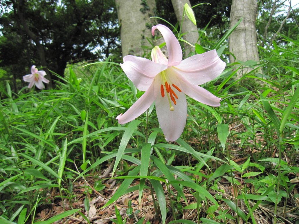 🏝️ 이시마 섬(이시마) 이미지 5